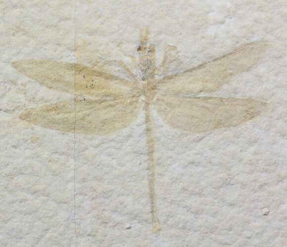 Fossil Dragonfly (Tharsophlebia) - Solnhofen Limestone #62645
